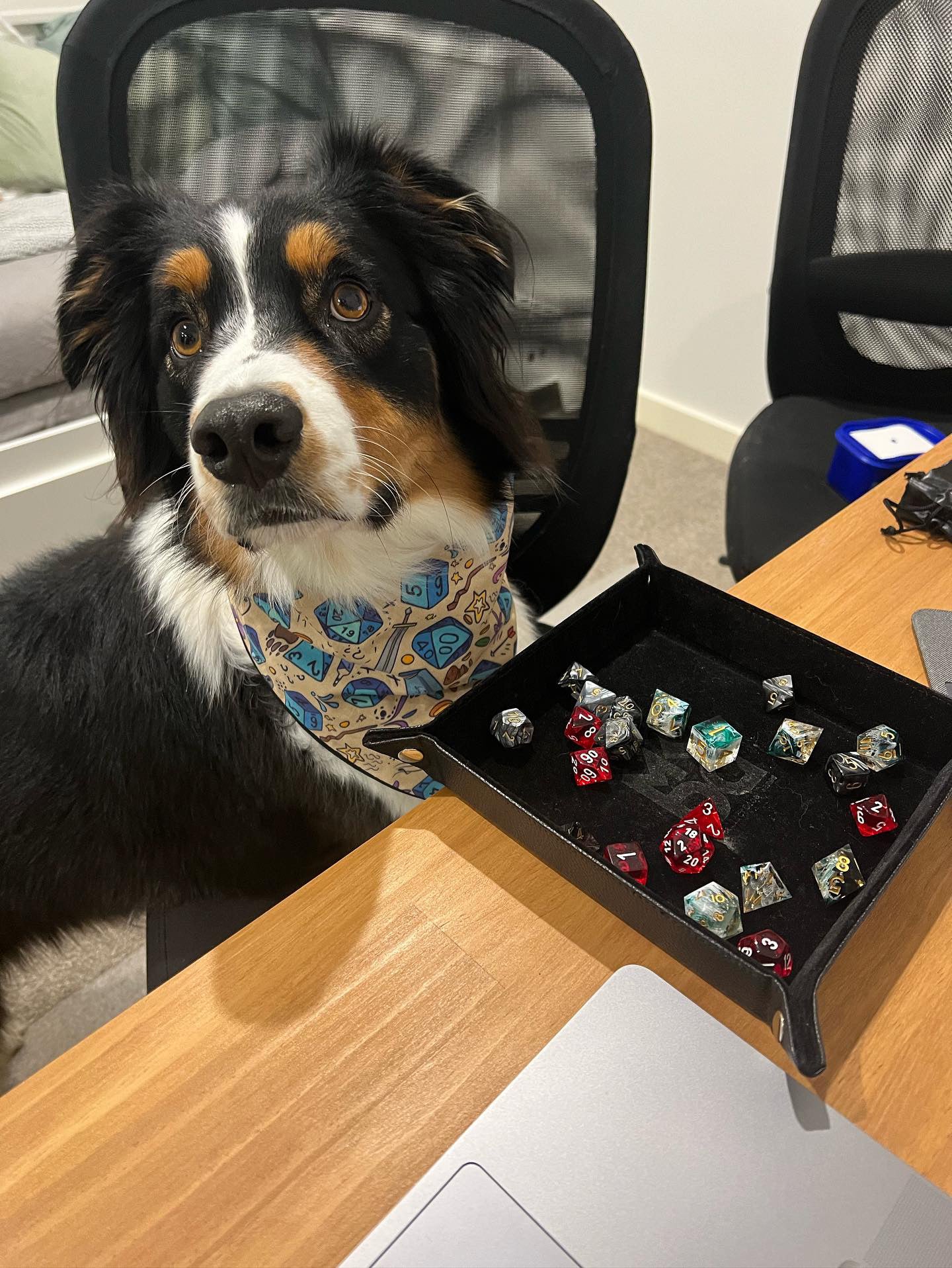 "Dragons & Dogs (D&D)" Pet bandana