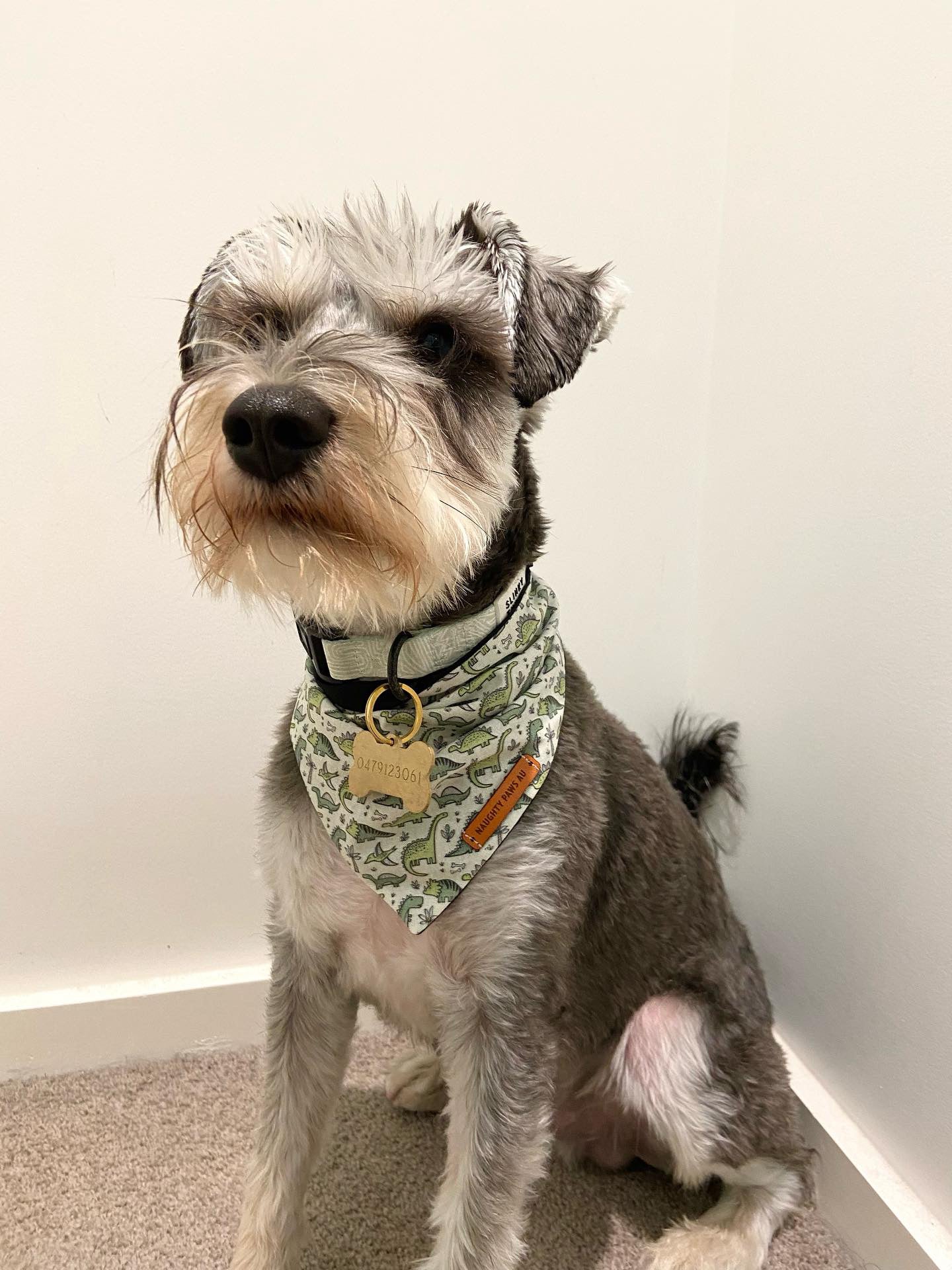 "Roarsome!!" Pet bandana