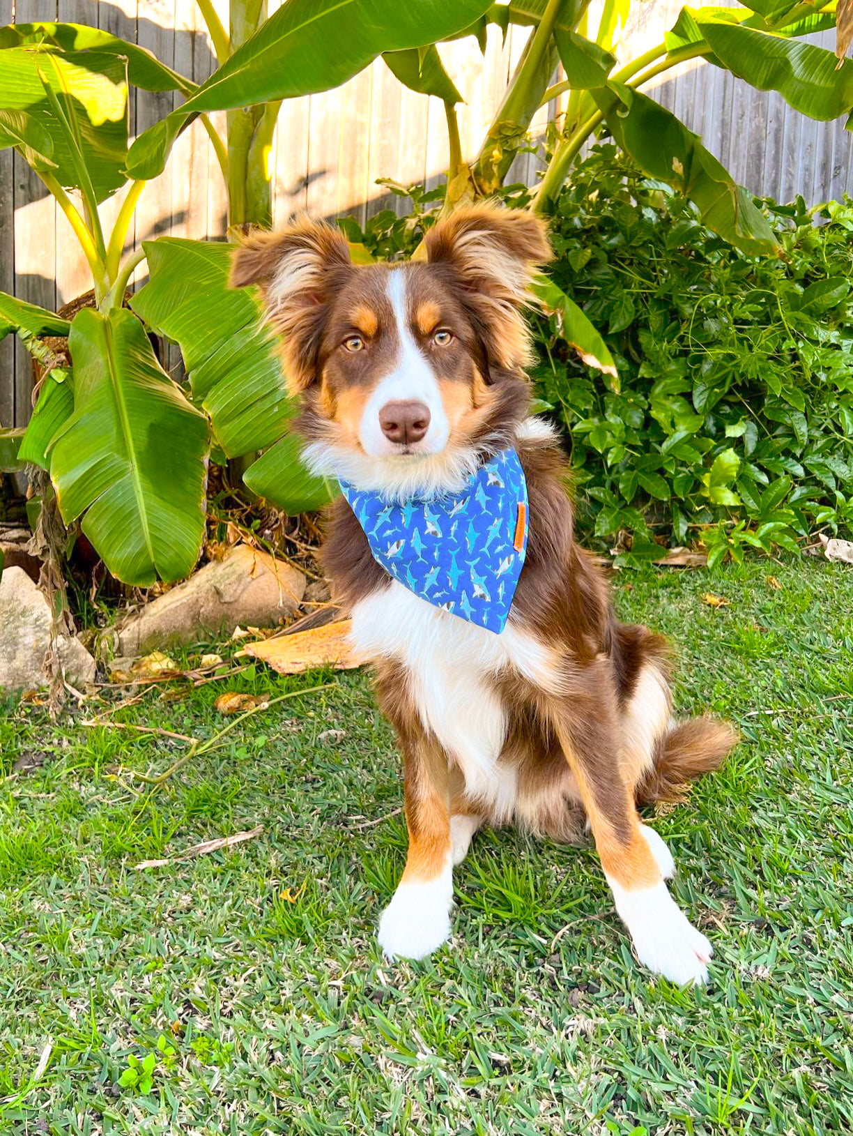 "Mako My Day" Pet bandana