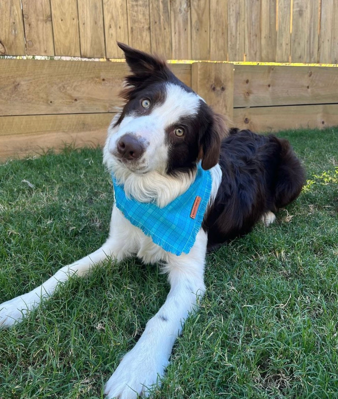 "Milan" Frayed pet bandana
