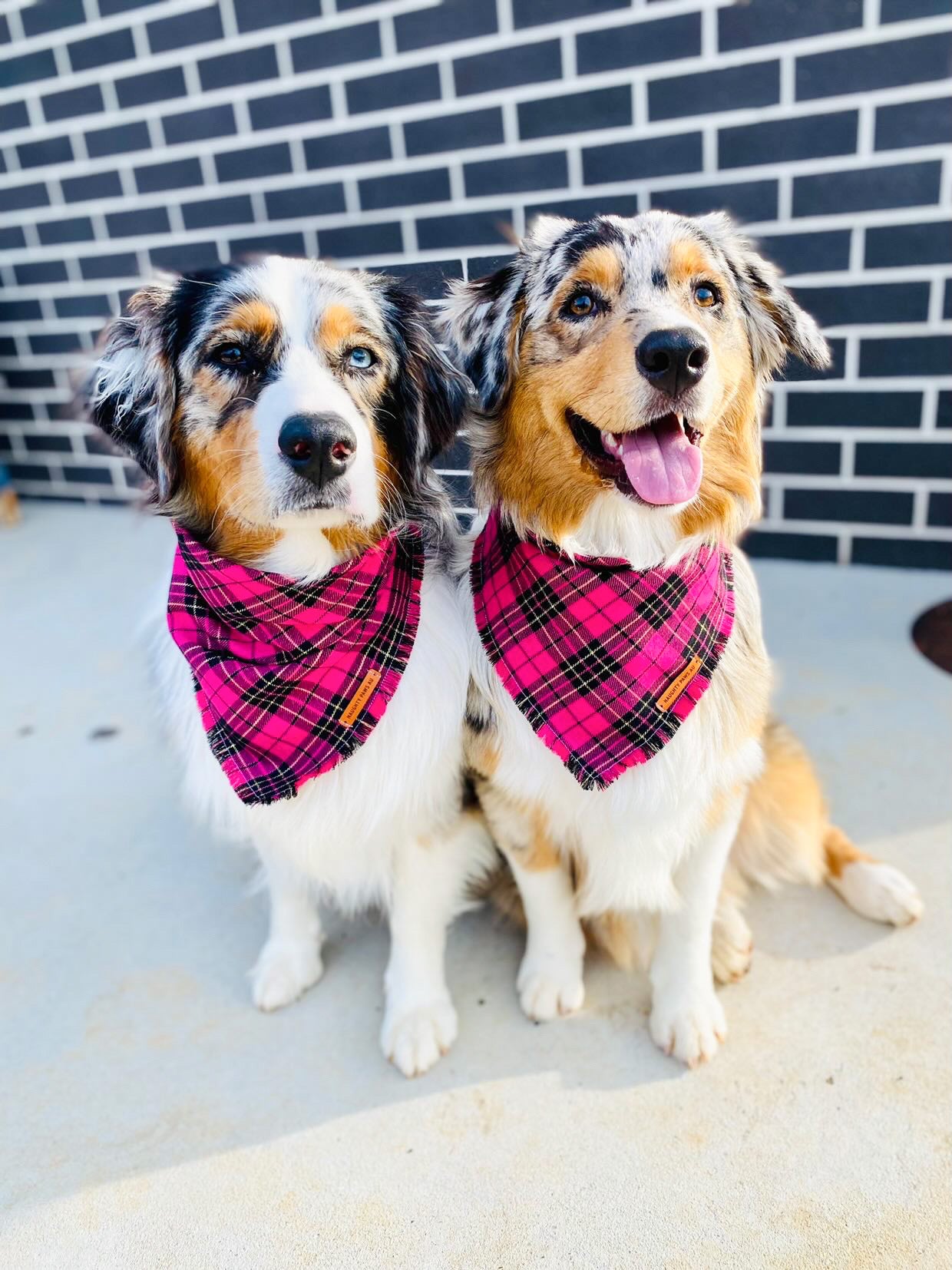 "Legally Plaid" Frayed pet bandana