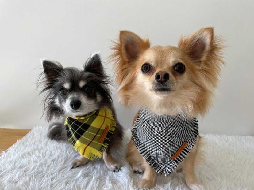 "Clueless" Frayed pet bandana