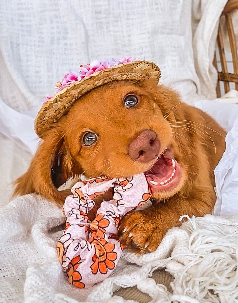 "Happy Dayz-ies" scrunchie