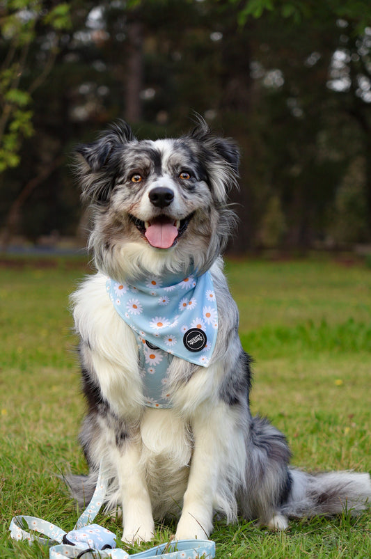 Aurora: Leash