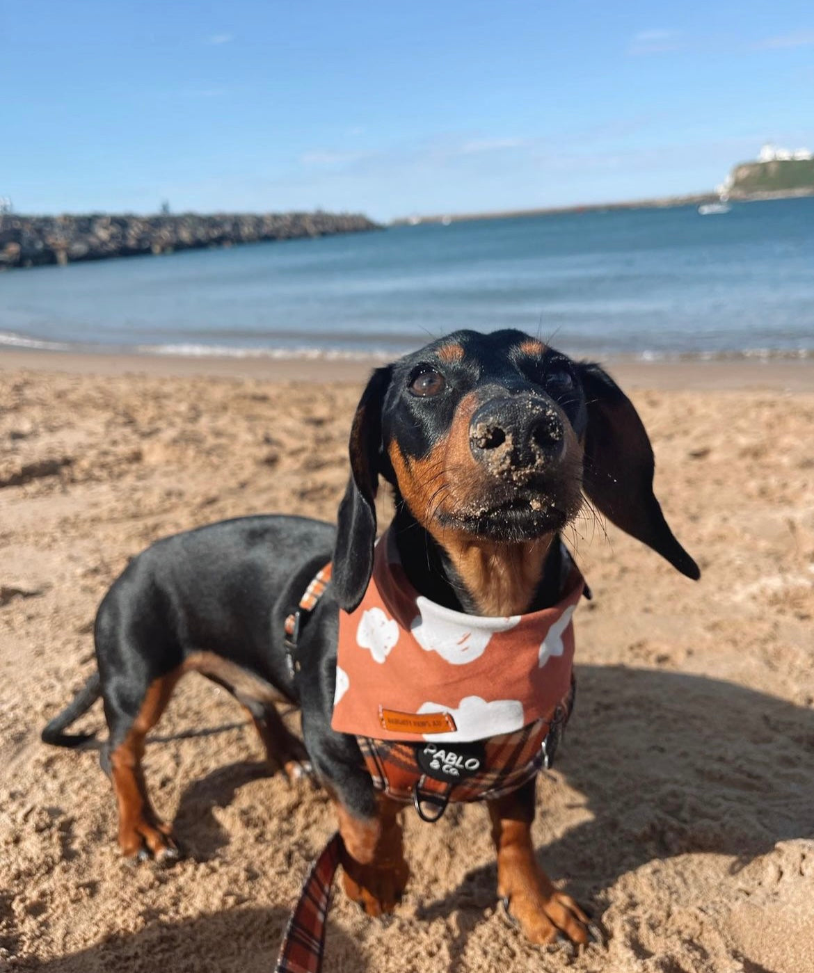 "Cloud 9" Pet bandana