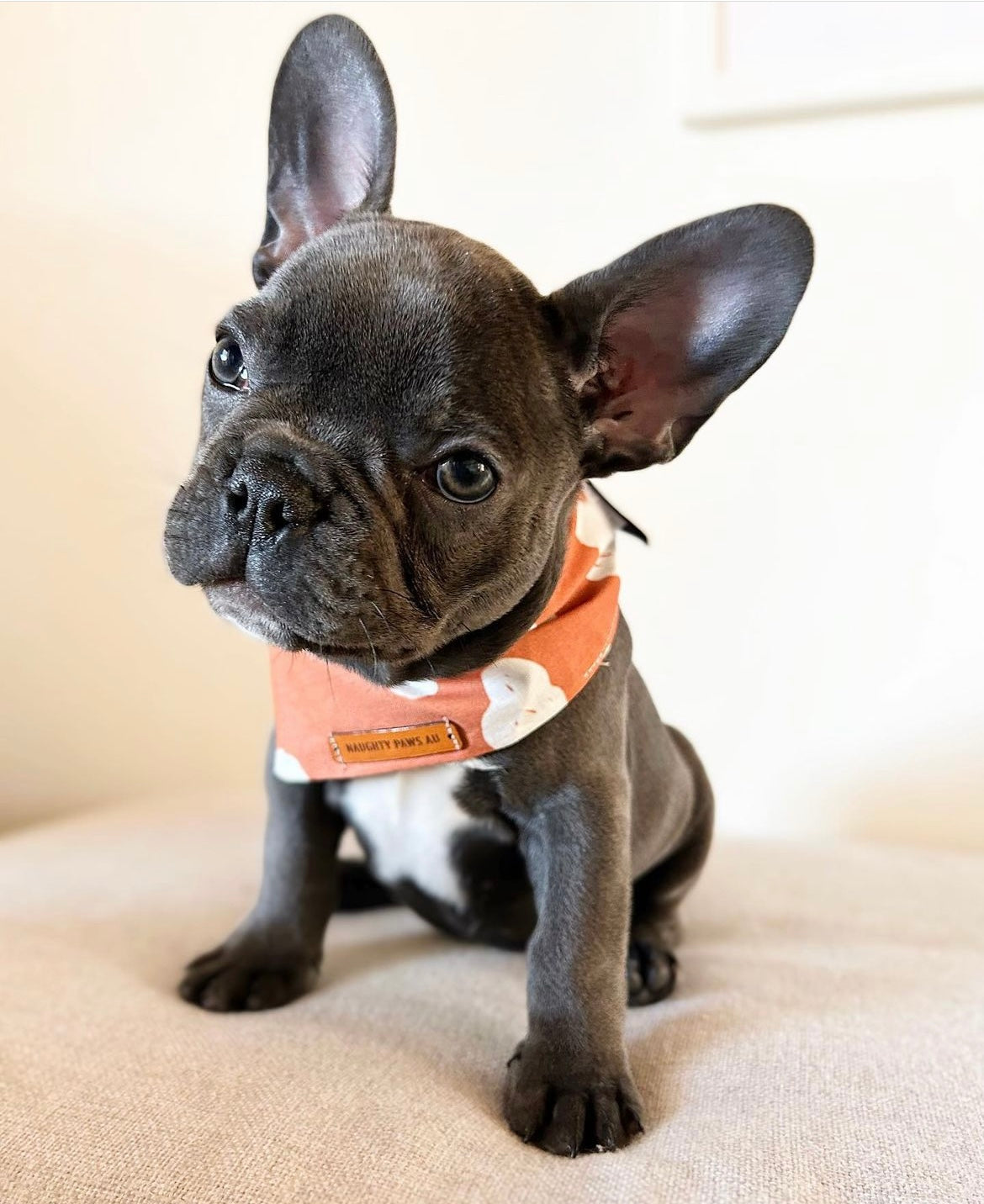 "Cloud 9" Pet bandana