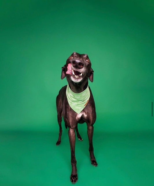 "Feeling Pine" Pet bandana