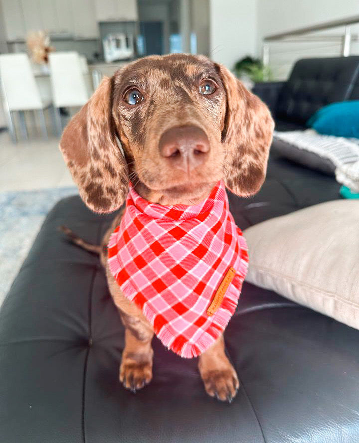 "Strawberries & cream" Pet bandana