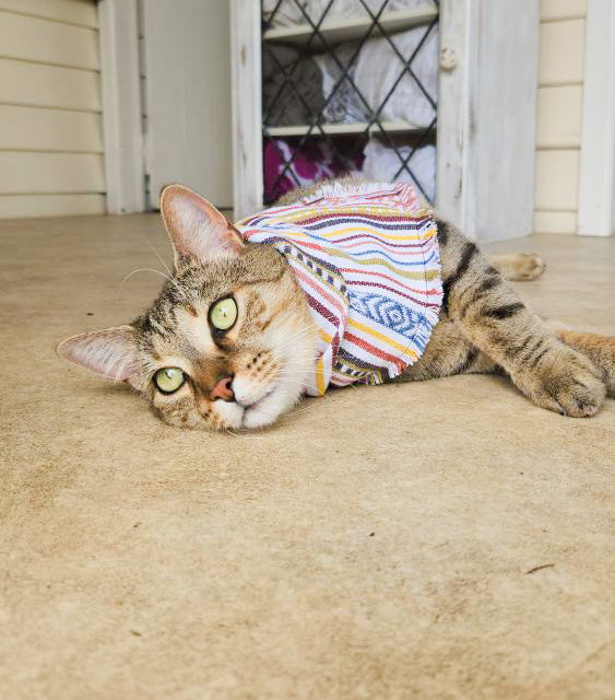 "Demeter" frayed pet bandana