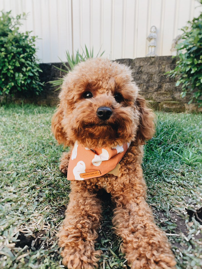 "Cloud 9" Pet bandana