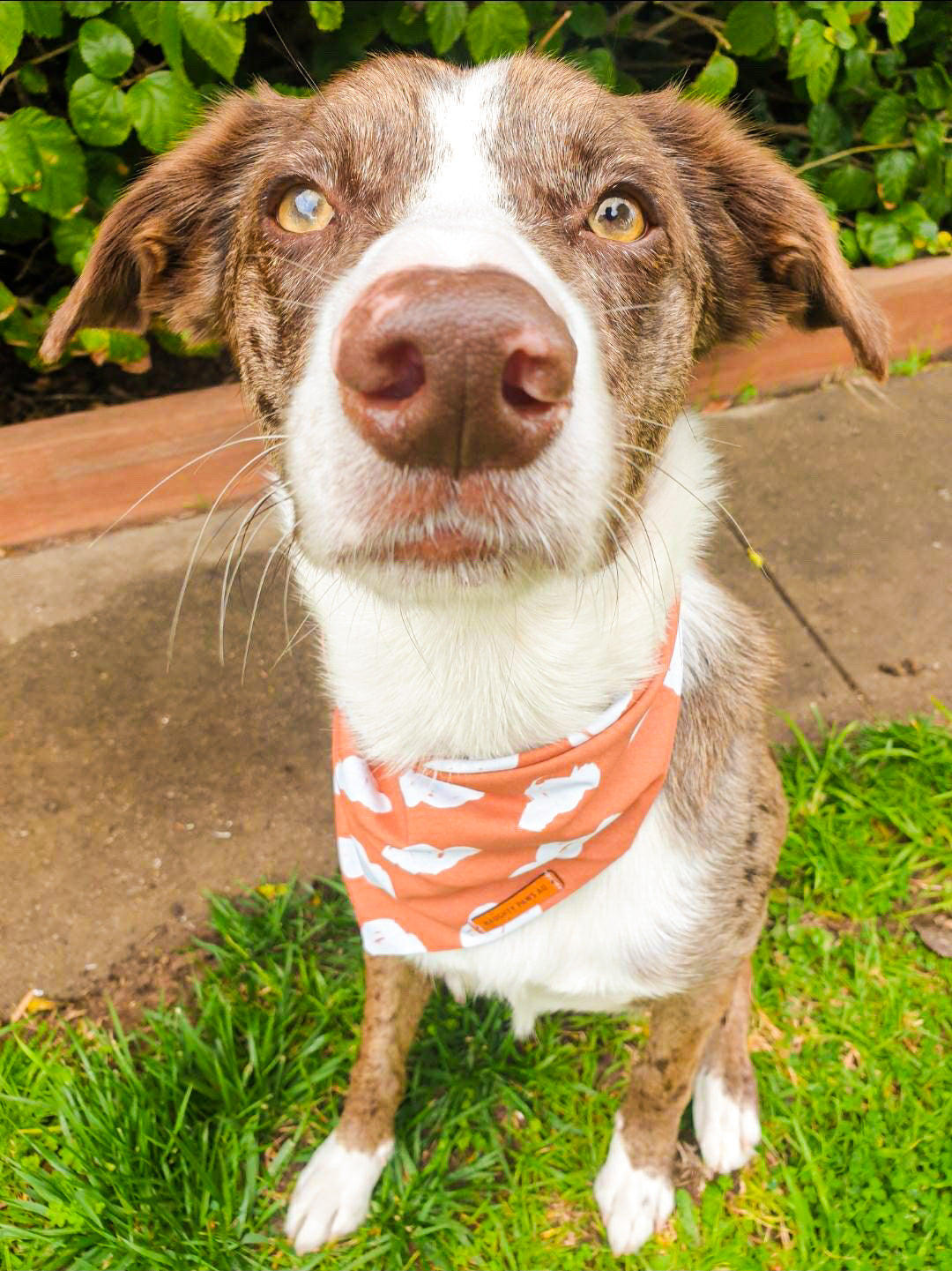 "Cloud 9" Pet bandana