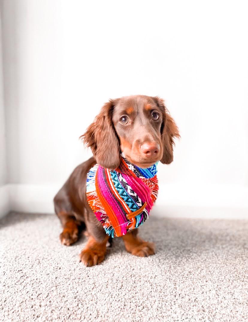 "Aphrodite" pet bandana