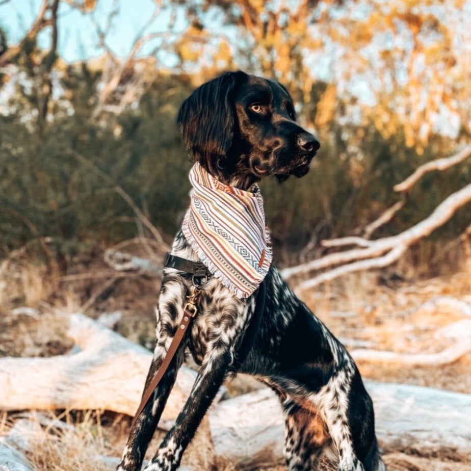 "Demeter" frayed pet bandana