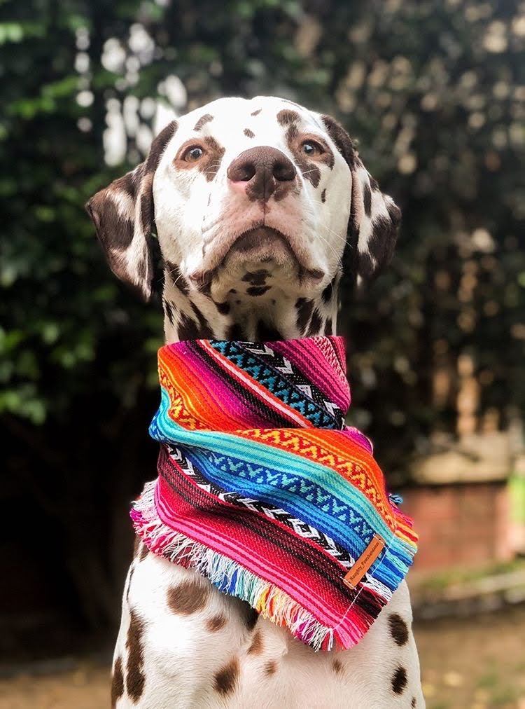 "Aphrodite" pet bandana