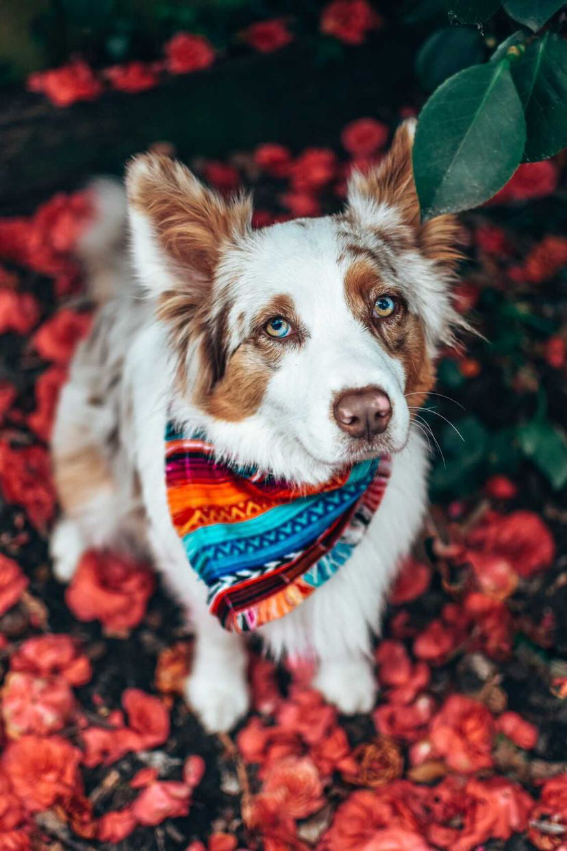 "Aphrodite" pet bandana