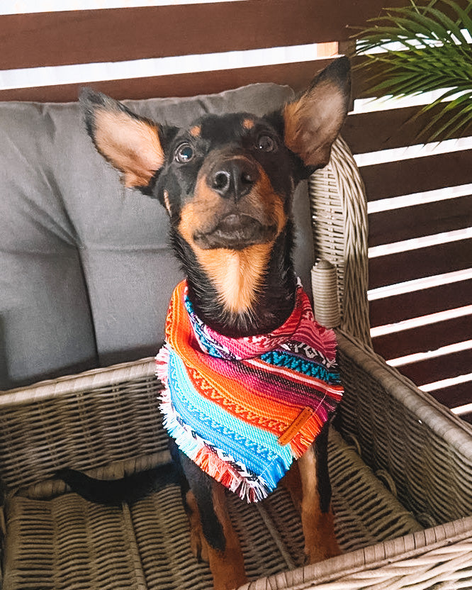 "Aphrodite" pet bandana