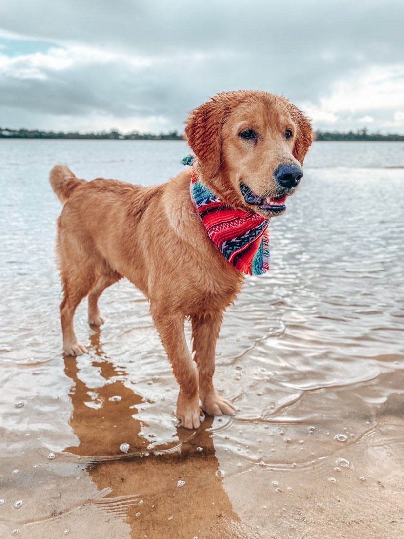 "Aphrodite" pet bandana