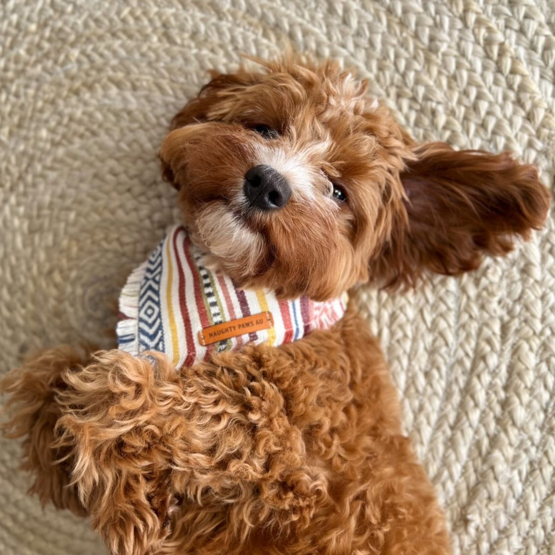 "Demeter" frayed pet bandana