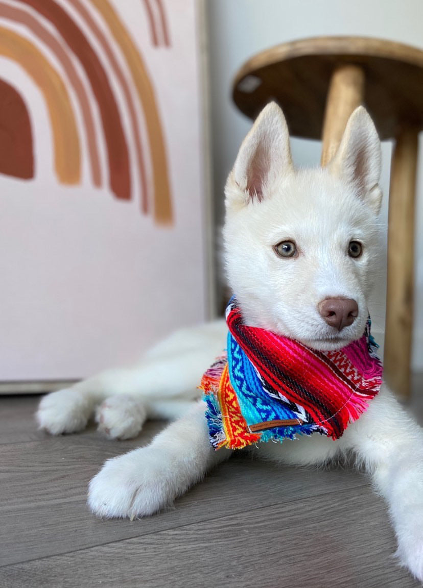 "Aphrodite" pet bandana