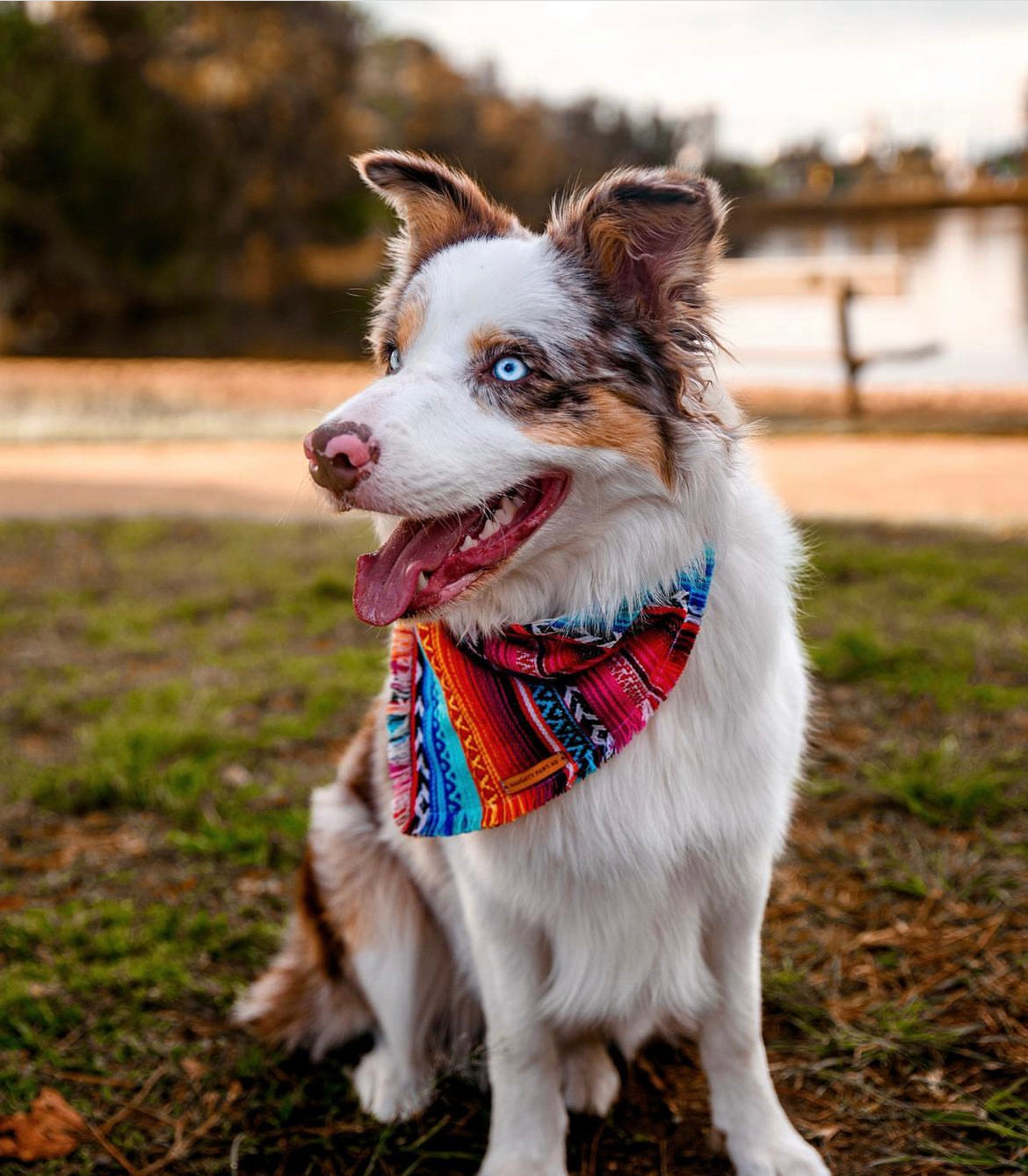 "Aphrodite" pet bandana