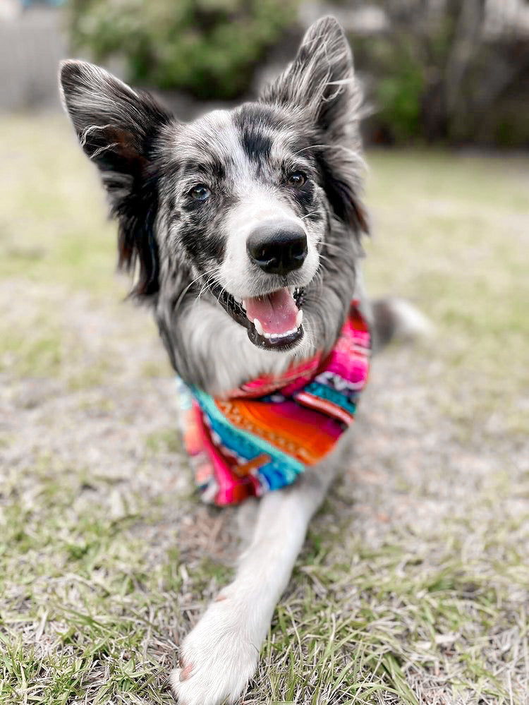 "Aphrodite" pet bandana