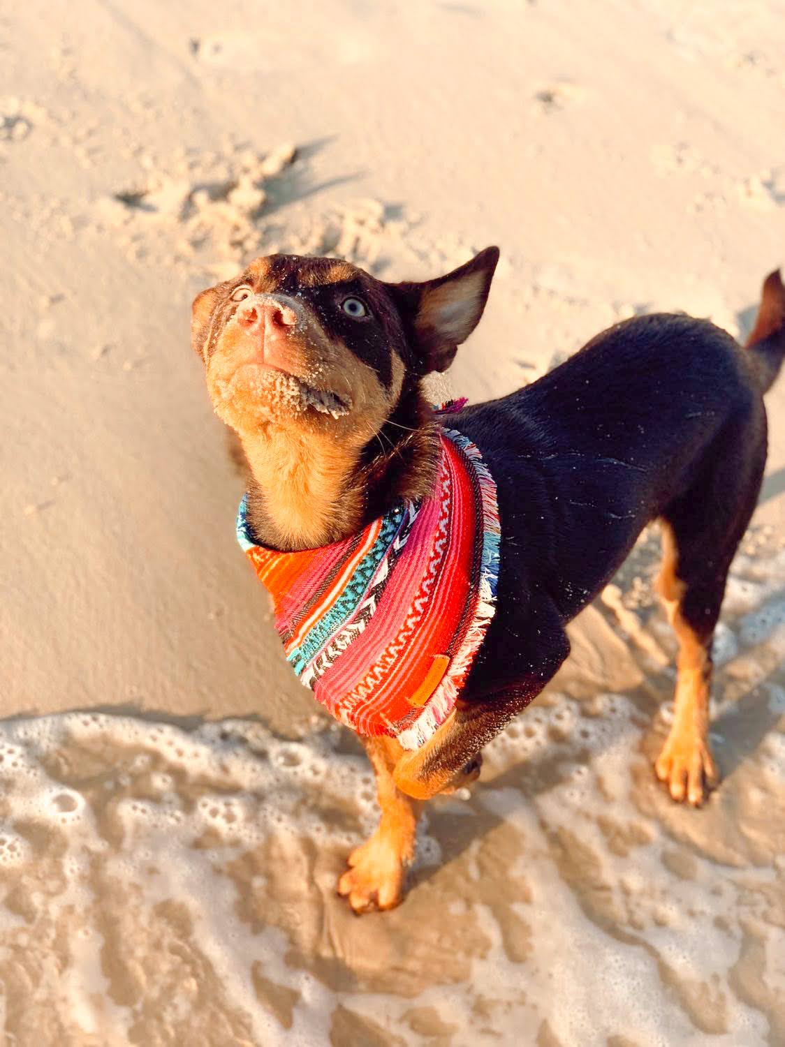 "Aphrodite" pet bandana